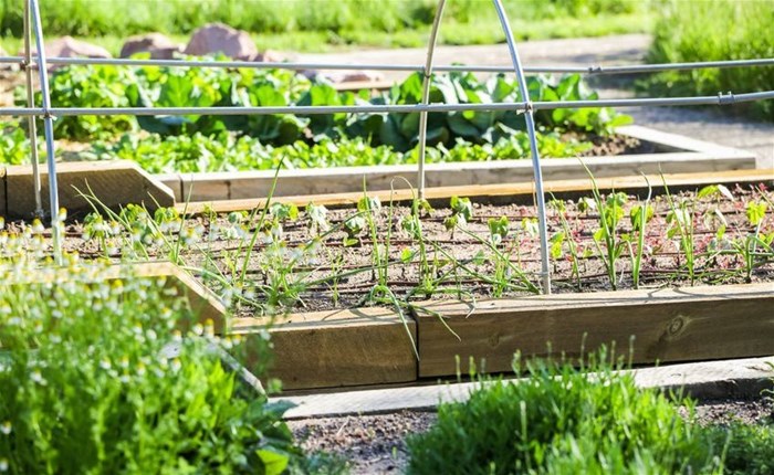 Urban farming: Is it financially and spatially feasible?