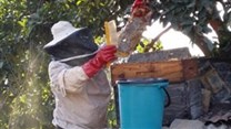 Beekeepers demonstrate resilience during Covid-19