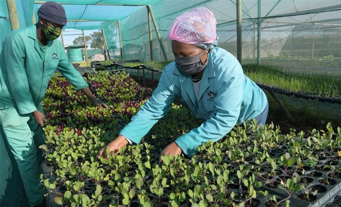 Workers at the Philippi Fresh Produce Market sorting seedlings.