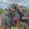 Elephants Alive pioneers online experience of elephant collaring