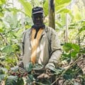 Africa's coffee farmers are losing $1.47bn a year to exploitative pricing