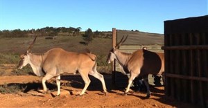 Eland released in Western Cape wine estate to boost ecosystem diversity