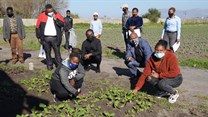 CoCT celebrates 33 urban farming graduates
