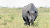 Technology gives hope to Africa's endangered Northern white rhinos