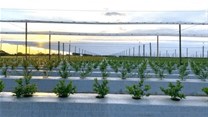 Namibia harvests first commercial blueberries thanks to smart irrigation