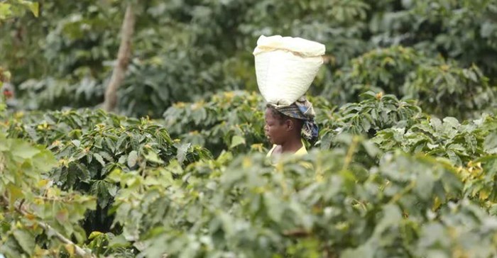 Do you know where your coffee comes from? The Covid-19 pandemic has highlighted the importance of knowing about our supply chains. Here, a woman carries harvested coffee beans in a coffee plantation in Mount Gorongosa, Mozambique, in August 2019. (AP Photo/Tsvangirayi Mukwazhi)