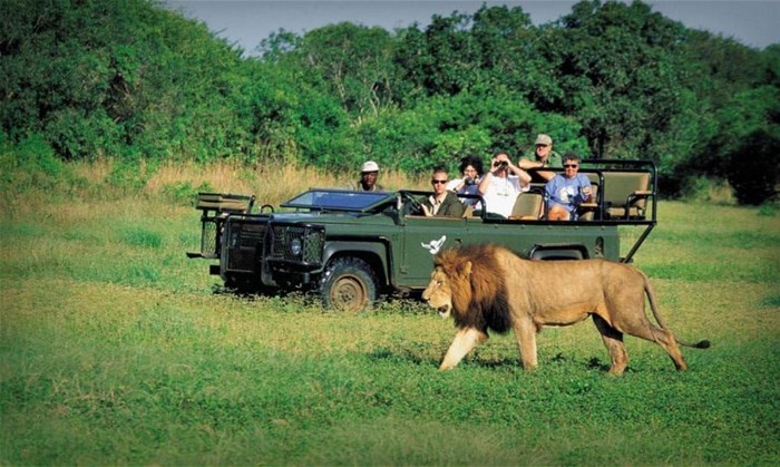 Top 10 countries in Africa for a safari holiday of your dreams