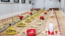 Emerging poultry farmers to get hands-on experience with advanced KZNPI chicken house