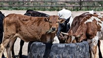Update on the FMD disease outbreak in Limpopo