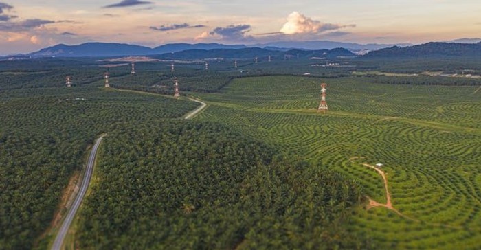 A palm oil plantation in Malaysia. (Shutterstock)
