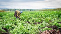 Africa has a growing food security problem: why it can't be fixed without proper data