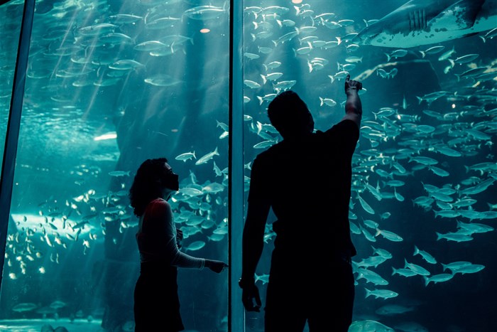 Two Oceans Aquarium now open
