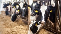 Genomic test for dairy cows launched in SA