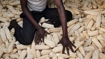 Why more Ugandan farmers aren't adopting drought tolerant maize