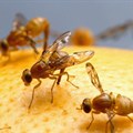 ARC aims to free Southern Africa from the fruit fly