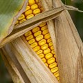 Will Zimbabwe's ambition to notably lift its maize production in 2020/21 materialise?