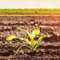 SA agriculture posts strong growth in Q2 of 2020