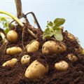 Covid-19 threatens the South African potato industry