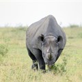 International commercial rhino horn trade remains prohibited