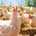 Local poultry production shows moderate growth