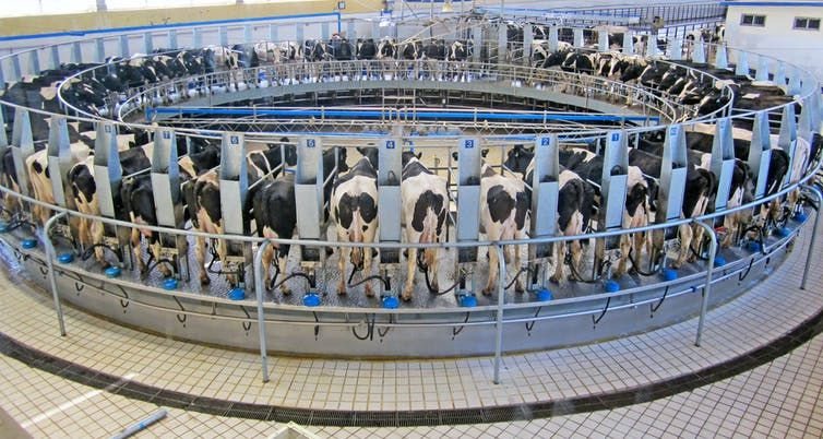 Robotic milking might be efficient but creates new stresses.