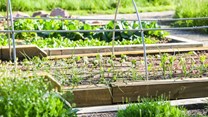 FAO launches Green Cities Initiative to help transform agri-food systems