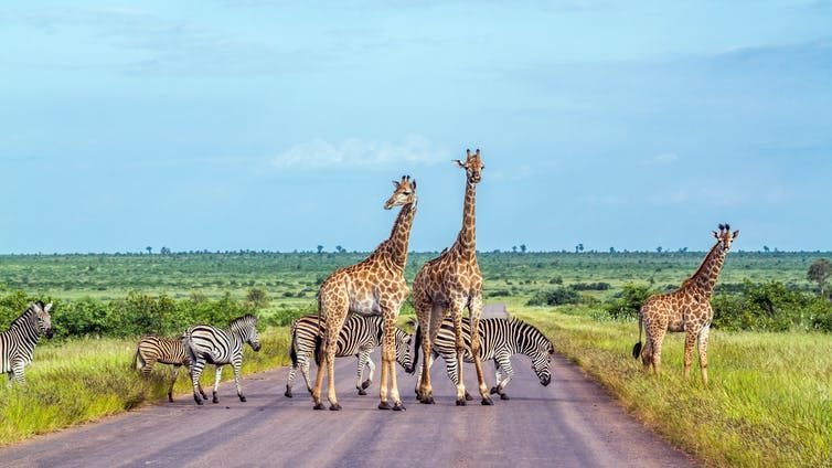 Giraffe and plains zebra in the Kruger national park, South Africa. Shutterstock