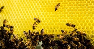 Nedbank, Boland Trees for Bees to safeguard honeybees