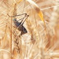 Explainer: What's behind the locust swarms damaging crops in southern Africa