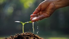 Positive growth from SA's agriculture sector despite economic crisis