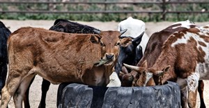 New biosecurity initiative to pay dividends to cattle farmers