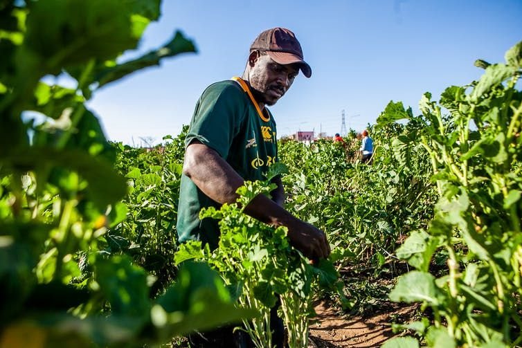 Small-scale farming creates more jobs in South Africa.This one is in Soweto, Johannesburg. Sharon Seretlo/Gallo Images/Getty Images