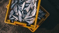 Fisheries sustainability top agenda at WTO meeting