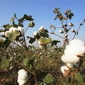 Loss of capacity and skills in cotton value chain costs SA R20bn