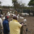 Free veterinary support for smallholder livestock farmers