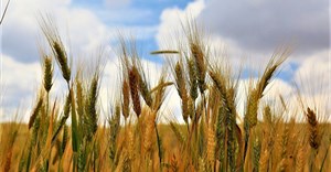 Climate threats spark exciting research into drought tolerant crops