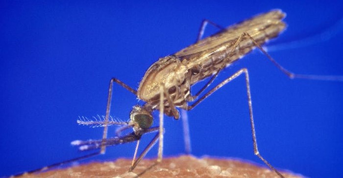 Mosquitoes and parasites do not respect country borders. CDC/James Gathan