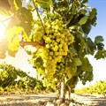 SA wine information day looks toward 2021 and beyond