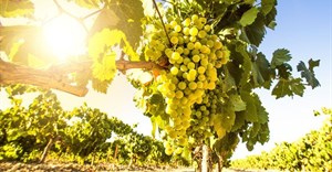 SA wine information day looks toward 2021 and beyond