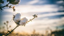 Covid-19's effect on global cotton trends