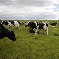 Nestlé announces first net zero dairy farm in SA