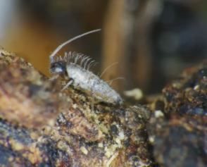 The springtail (Seira species) from South Africa. Provided by author. Photo by: Amy Liu