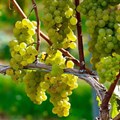 Promising 2021 SA wine grape harvest expected