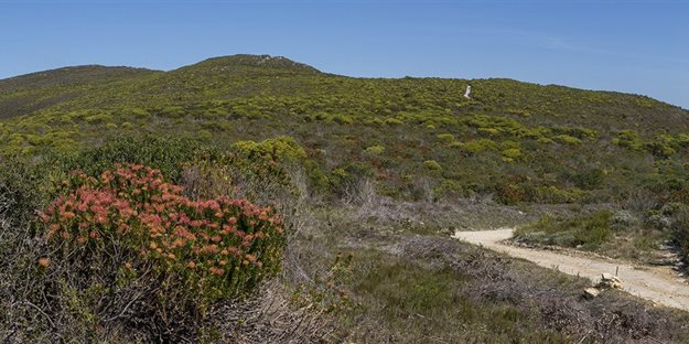 The Cape Floral Kingdom already finds itself at the southern-most point of Africa, with few alternatives left for low-altitude plants to escape increasing temperatures but to slowly migrate to higher altitudes. Those plants already at higher altitudes, however, may need to be helped across a valley. If there is no suitable habitat left, they will need to be protected ex situ until such time as they can be returned to the wild. This is not the best option, but far better than extinction, argues a controversial new paper on the impact of climate change on biodiversity. (Photo credit: Anton Jordaan)