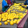 New citrus export levy sees R1bn invested into sector