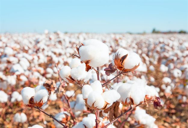Cotton is often grown in parts of the world where water is scarce. Muratart/Shutterstock