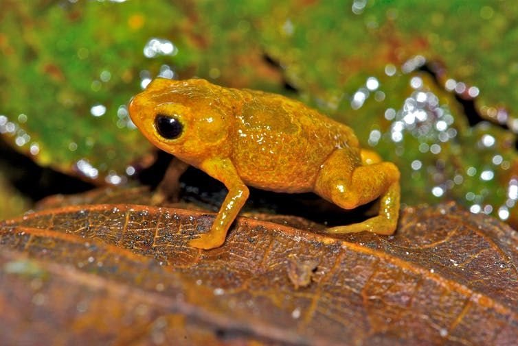 The fingernail-sized pumpkin toadlet is only found in Brazil’s Atlantic rainforest, and could lose almost all its remaining habitat to agricultural expansion. Pedro Bernardo/Shutterstock