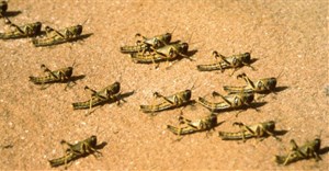 FAO seeks funds as Desert Locust swarms threaten food security in Africa, Yemen