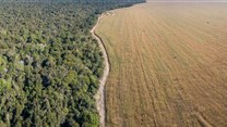 Demand for meat is driving deforestation in Brazil - changing the soy industry could stop it
