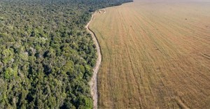 Demand for meat is driving deforestation in Brazil - changing the soy industry could stop it